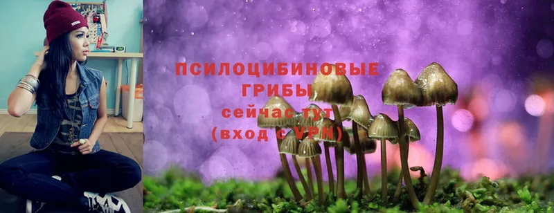 Псилоцибиновые грибы MAGIC MUSHROOMS  где купить наркоту  Вятские Поляны 